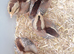 Buff Orpington chicks