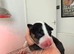 KC Registered english bull terrier due 31st july 2026