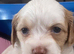 Tytuł;Adorable Hybrid Puppies – Cockapoo( maltipoo)
