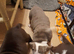 English bulldog puppies