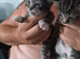5 Bengal cross kittens