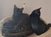 Kittens for rehoming
