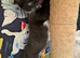 RAGDOLL MIX BOY READY NOW
