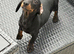 Miniature dachshund