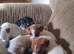 Jack russell puppy's for sale