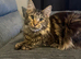 Male Maine coon