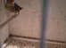 Goldfinch mule
