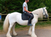 14.2 cob Safe for a novice