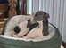 Kc reg whippet girl