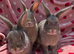 Blue fawn plush mini lop 11 weeks