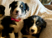 Two girls left stunning girls