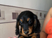 Long hair miniature dachshund