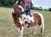 13hh 17 year old alrounder gelding.