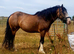 Lilly 14.2 cob mare