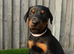 Quality European Dobermann Puppies - 2 Remaining