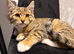 Cute kitties are looking for a home.