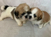 2 shih tzu puppies for sale