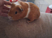 5 males looking for homes