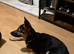 German Shepherd cross Belgian Shepherd