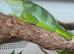 Fiji iguana