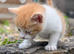 Kittens for sale