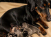 DACHSHUND PUPPIES