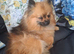 Gorgeous fox face pure Pomeranian