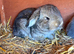 Pedigree giant French lop bunnies