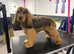 KC’s Canine Spa - Waterlooville- Dog Grooming
