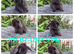 Mini lop babies available for reserve