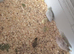 Button quail x 13