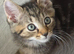 tabby kittens BSH