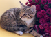 Cute kittens are looking for a new home.