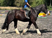 Stunning 13.2/3 Black cob gelding 4 yrs old