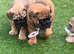 Last boy  British bulldogs