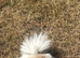 Beautiful female Pom