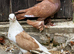 I have lovely pair with pear baby for sale very nice bird very healthy