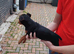 Patterdale lakeland