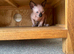 *REDUCED*Canadian Sphynx kitten