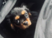 Black and Tan cavalier female