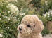 Beautiful KC registered Cream Poodle Boy - Winter Latter