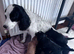 Cockapoo puppies ready this weekend