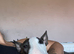 English bullterrier yorkie shitsu