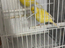 Canary’s