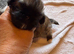 Kc Pekingnese x3 little girls