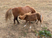 Miniature Shetland filly