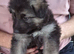 Long Hair German Shepherd Puppies