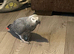 15 year old African grey