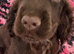 Handsome Chocolate Show Cocker