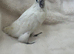 Sulphur-Crested Cockatoo